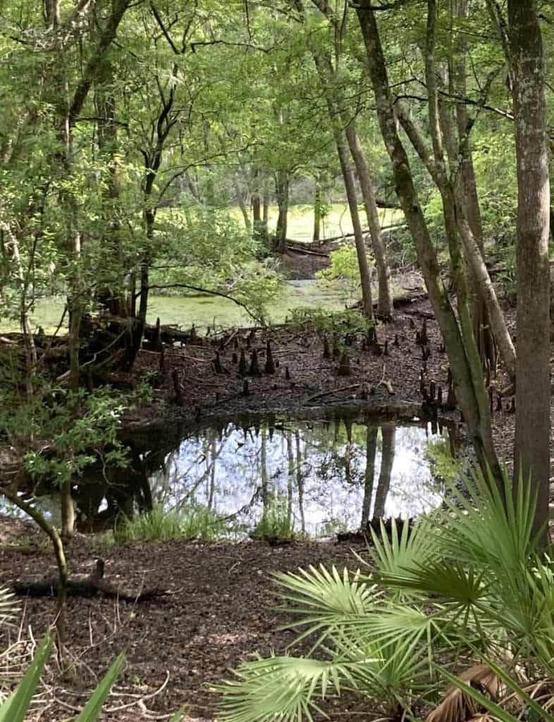 Ponds of O'Leno